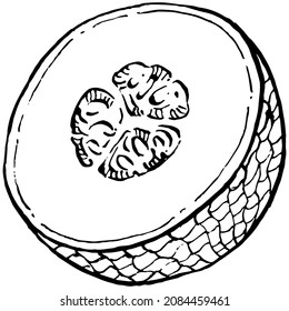 Melon realistic vector sketch. Decorative retro style collection hand drawn farm product for restaurant menu, market label, logo, emblem and  kitchen design. Decoration for food packaging.