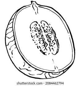 Melon realistic vector sketch. Decorative retro style collection hand drawn farm product for restaurant menu, market label, logo, emblem and  kitchen design. Decoration for food packaging.