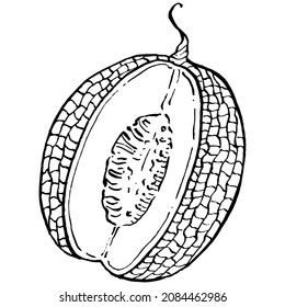 Melon realistic vector sketch. Decorative retro style collection hand drawn farm product for restaurant menu, market label, logo, emblem and  kitchen design. Decoration for food packaging.