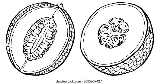 Esbozo vectorial realista de Melón. Colección de estilo retro decorativo producto de granja dibujado a mano para menú de restaurante, etiqueta de mercado, logo, emblema y diseño de cocina. Decoración para los empaques.
