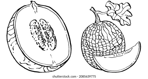 Melon realistic vector sketch. Decorative retro style collection hand drawn farm product for restaurant menu, market label, logo, emblem and  kitchen design. Decoration for food packaging.