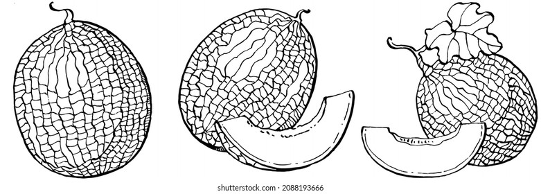 Melon realistic vector sketch. Decorative retro style collection hand drawn farm product for restaurant menu, market label, logo, emblem and  kitchen design. Decoration for food packaging.