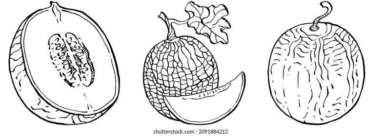 Melon realistic vector sketch. Decorative retro style collection hand drawn farm product for restaurant menu, market label, logo, emblem and  kitchen design. Decoration for food packaging.
