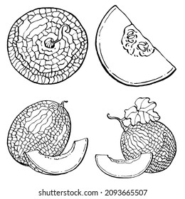 Melon realistic vector sketch. Decorative retro style collection hand drawn farm product for restaurant menu, market label, logo, emblem and  kitchen design. Decoration for food packaging.