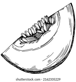Esbozo vectorial realista de Melón. Colección de estilo retro decorativo producto de granja dibujado a mano para menú de restaurante, etiqueta de mercado, logo, emblema y diseño de cocina. Decoración para los empaques.