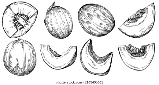 Esbozo vectorial realista de Melón. Colección de estilo retro decorativo producto de granja dibujado a mano para menú de restaurante, etiqueta de mercado, logo, emblema y diseño de cocina. Decoración para los empaques.