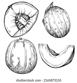 Esbozo vectorial realista de Melón. Colección de estilo retro decorativo producto de granja dibujado a mano para menú de restaurante, etiqueta de mercado, logo, emblema y diseño de cocina. Decoración para los empaques.