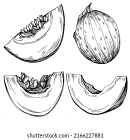 Esbozo vectorial realista de Melón. Colección de estilo retro decorativo producto de granja dibujado a mano para menú de restaurante, etiqueta de mercado, logo, emblema y diseño de cocina. Decoración para los empaques.