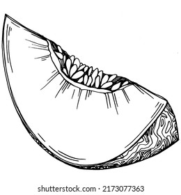 Melon realistic vector sketch. Decorative retro style collection hand drawn farm product for restaurant menu, market label, logo, emblem and  kitchen design. Decoration for food packaging.