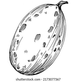 Melon realistic vector sketch. Decorative retro style collection hand drawn farm product for restaurant menu, market label, logo, emblem and  kitchen design. Decoration for food packaging.