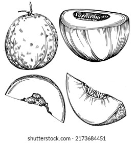 Melon realistic vector sketch. Decorative retro style collection hand drawn farm product for restaurant menu, market label, logo, emblem and  kitchen design. Decoration for food packaging.