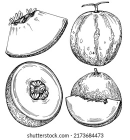 Esbozo vectorial realista de Melón. Colección de estilo retro decorativo producto de granja dibujado a mano para menú de restaurante, etiqueta de mercado, logo, emblema y diseño de cocina. Decoración para los empaques.