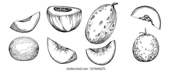 Melon realistic vector sketch. Decorative retro style collection hand drawn farm product for restaurant menu, market label, logo, emblem and  kitchen design. Decoration for food packaging.