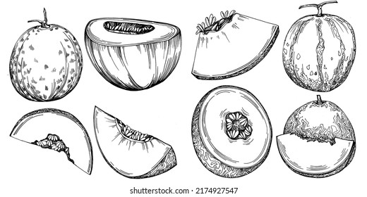 Melon realistic vector sketch. Decorative retro style collection hand drawn farm product for restaurant menu, market label, logo, emblem and  kitchen design. Decoration for food packaging.