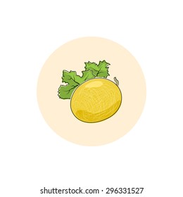Melon ,Round Icon Colorful Melon, Fruit Icon, Vector Illustration