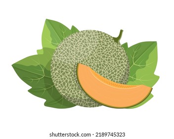 Melon with slice and leaves, whole and slices, flat style vector illustration isolated on white background