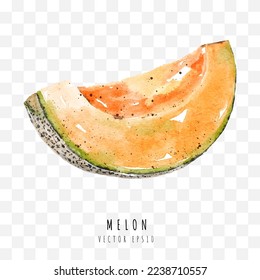 Melon sliced hand drawn watercolor painting isolated on white background,  Vector illustration