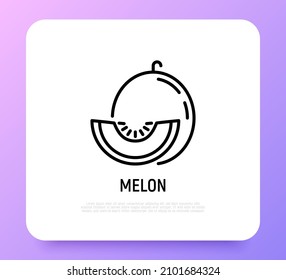 Melon thin line icon. Tropical fruit. Healthy vegan food. Vector illustration.