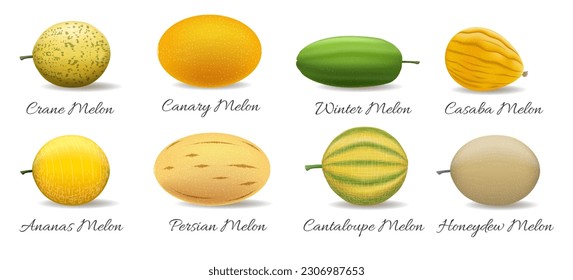 Ilustración vectorial de variedades de melón. Cranw canario de invierno casaba ananas melones de miel cantaloupe persa, frutos de color rayados verde amarillo aislados en fondo blanco