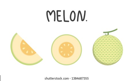 melon vector. melon on white background. wallpaper.