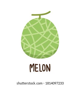 Melon vector. melon on white background. wallpaper. free space for text.