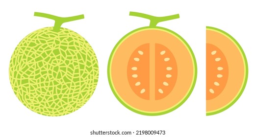 Melon vector. melon on white background. wallpaper. symbol. logo design. melon poster.