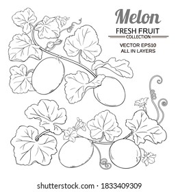 melon vector set on white background