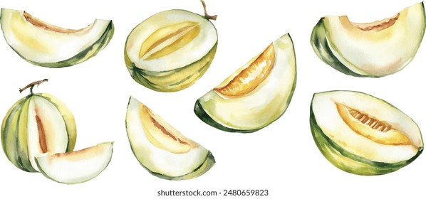 Melon watercolor illustration. Melon slice, melon cut, cantaloupe whole isolated on white background