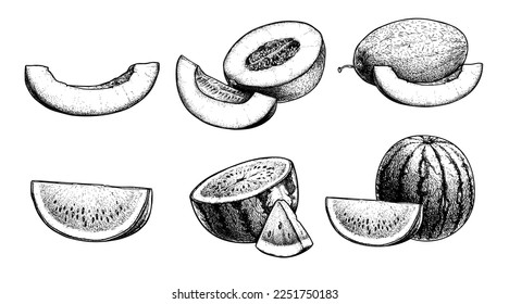 Melon and watermelon sketch set. Hand drawn vintage style summer fruit. Best for menu, market, vacation designs. Vector illustrations.