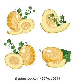 Melon whole fruit and slice. Vector illustration cartoon flat icon isolated on white. Melon vitamins icon for your design. Vector illustration, Chamoe melon, or Korean. Cantaloupe, tasty.