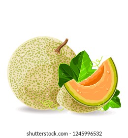 Melon whole a piece with leaves and drops of water on white. Vector illustration. No gradients