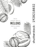 Melons with tropical leaves design template. Hand drawn vector exotic fruit illustration. Retro style fruit banner. 