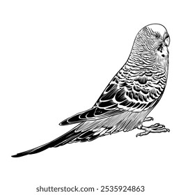 Melopsittacus undulatus vector sketch. isolated on a white background. Domestic animal. Home pet.