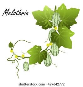 Melothria (cucamelon, mouse melon, Mexican sour gherkin, Mexican sour cucumber). Hand drawn vector illustration of melothria vine with flowers, leaves and fruits on white background.