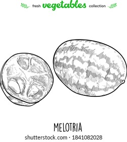 Melothria. Detailed line art. Freehand drawing. Vector vegetables. Collection of fresh vegetables.