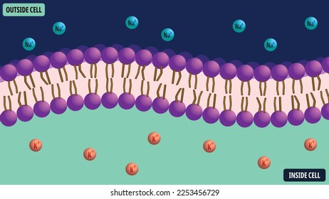 Membrane Cell with Electrolytes - Natrium, Kalium, Phospholipid - Vector Medical Illustration