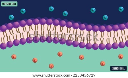Membrane Cell with Electrolytes - Natrium, Kalium, Phospholipid - Vector Medical Illustration