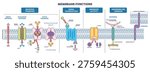 Membrane functions brief diagram maps transport, signaling, and adhesion across a phospholipid bilayer, key objects, channel protein, pump protein, receptor protein. Outline diagram