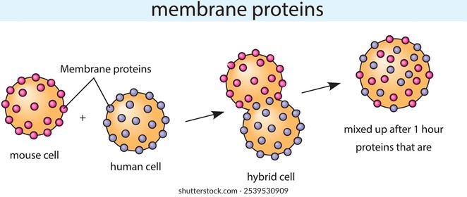 proteínas de membrana, células híbridas, células de rato, células humanas