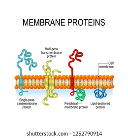 Membrane proteins. integral, and Peripheral membrane proteins, Single-pass, and Multi-pass transmembrane α-helix, Lipid-anchored protein. Vector illustration for biological, science, educational use