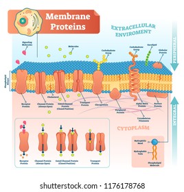 Membrane proteins labeled vector illustration. Detailed microscopic structure scheme. Anatomical diagram with receptor, open channel, closed gated and transport protein.