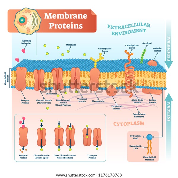 Membrane proteins\
labeled vector illustration. Detailed microscopic structure scheme.\
Anatomical diagram with receptor, open channel, closed gated and\
transport protein.