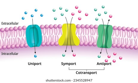 Membrane Transport - Uniport, Symport, Antiport, Cotransport - Molecules Across Cell Membrane - Medical Vector Illustration