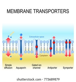 membrane transporters: antiporter, symporter, gated ion channel, aquaporin and simple diffusion