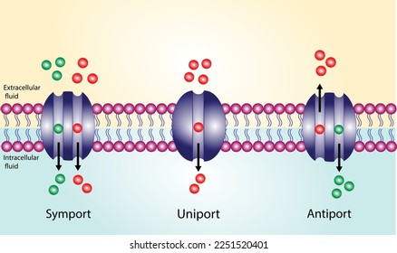 Membrane transporters of ions and molecules across cell membranes. Membrane Transport Systems. Types of cell membrane channels: Uniport, Symporter and Antiporter. Vector Illustration.