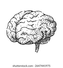 memory brain hand drawn. neurons synapse, neuroplasticity perception, consciousness cerebrum memory brain vector sketch. isolated black illustration