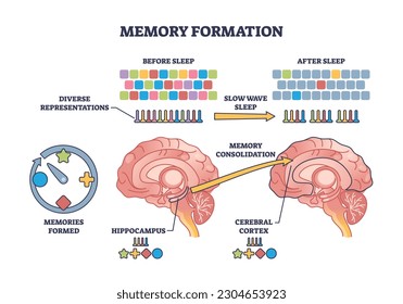 Memory formation and effective processing after night sleep outline diagram. Labeled educational scheme with anatomical process for hippocampus consolidation for cerebral cortex vector illustration.