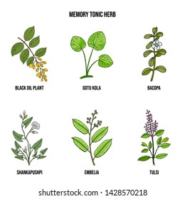Memory tonic herbs collection. Hand drawn vector set of medicinal plants