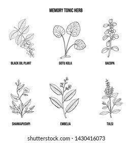 Memory tonic herbs collection. Hand drawn vector set of medicinal plants