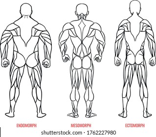 男性の体型図と3種類の体型ベクターイラスト エクトモルフ メソモルフ エンドモルフの黒い輪郭が背景シルエットになります ベクターイラスト Eps10 のベクター画像素材 ロイヤリティフリー